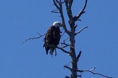 Bald Eagle July 2009