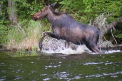 Moose Schroeder