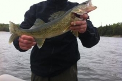 abreidwalleye