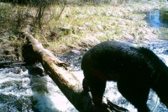 Photos By Trail Camera