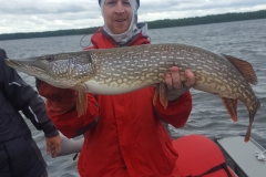 Chad Williams 36.5" Northern Released June 15th