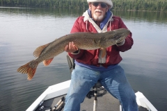 Bill Mincks 43.5" Northern Released August 23rd