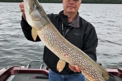 Dan Roose 36.5" Northern Released August 21st