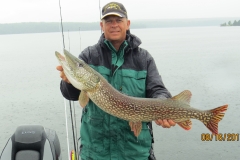 Tim Wuethrich 39" Northern Released Aug 16th