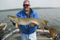 Kevin Reints 39" Northern Released August 30th