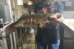 Cory Katzung 23.5" Walleye Released