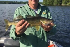 Marty Bramer 21" Walleye released June 16th