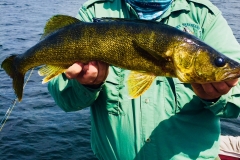 Jordan Hansen Walleye Released