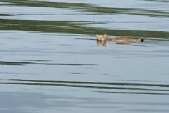 Bobcat Swimming