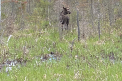 Moose sighting